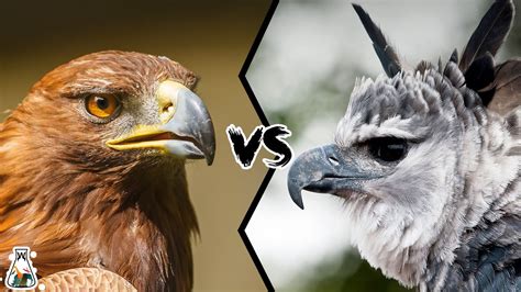 There can be quite a lot of variety in size. . Golden eagle vs harpy eagle who would win